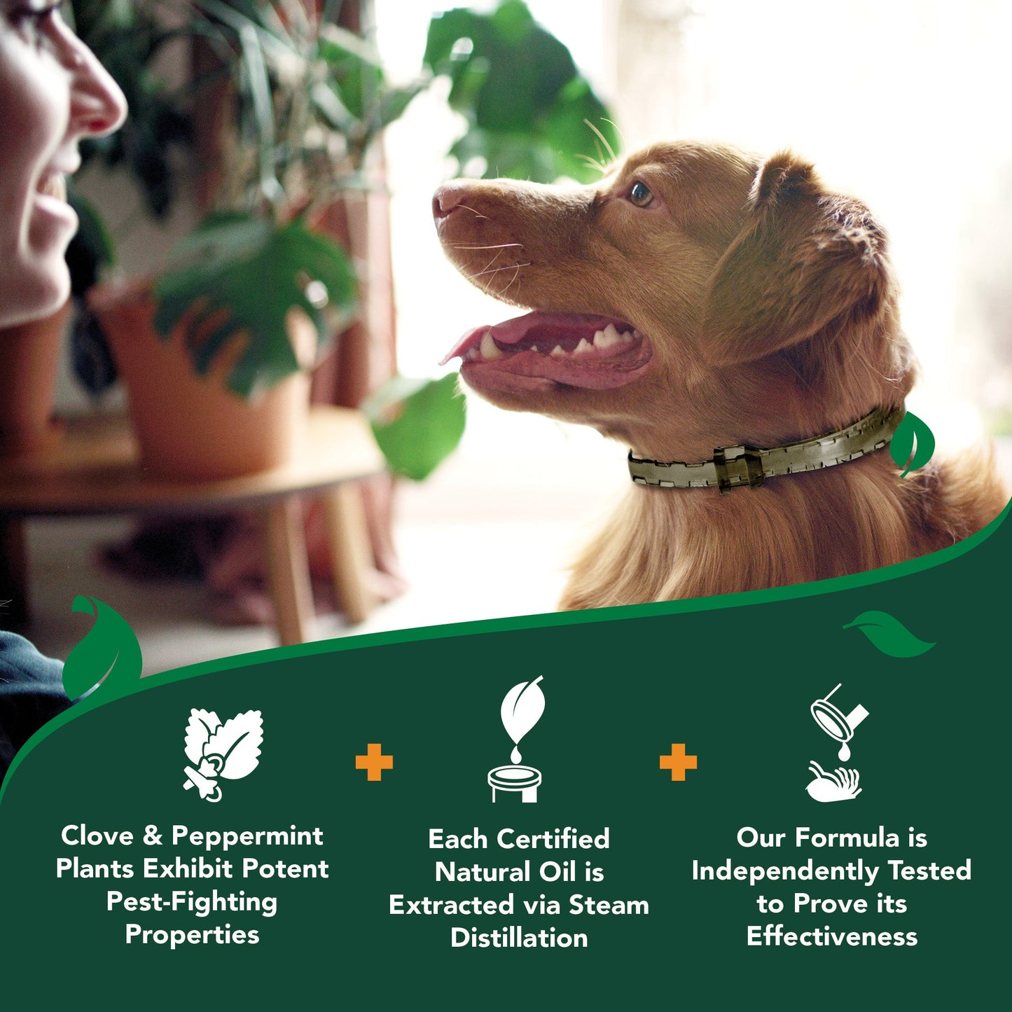 Flea Collar for Dogs