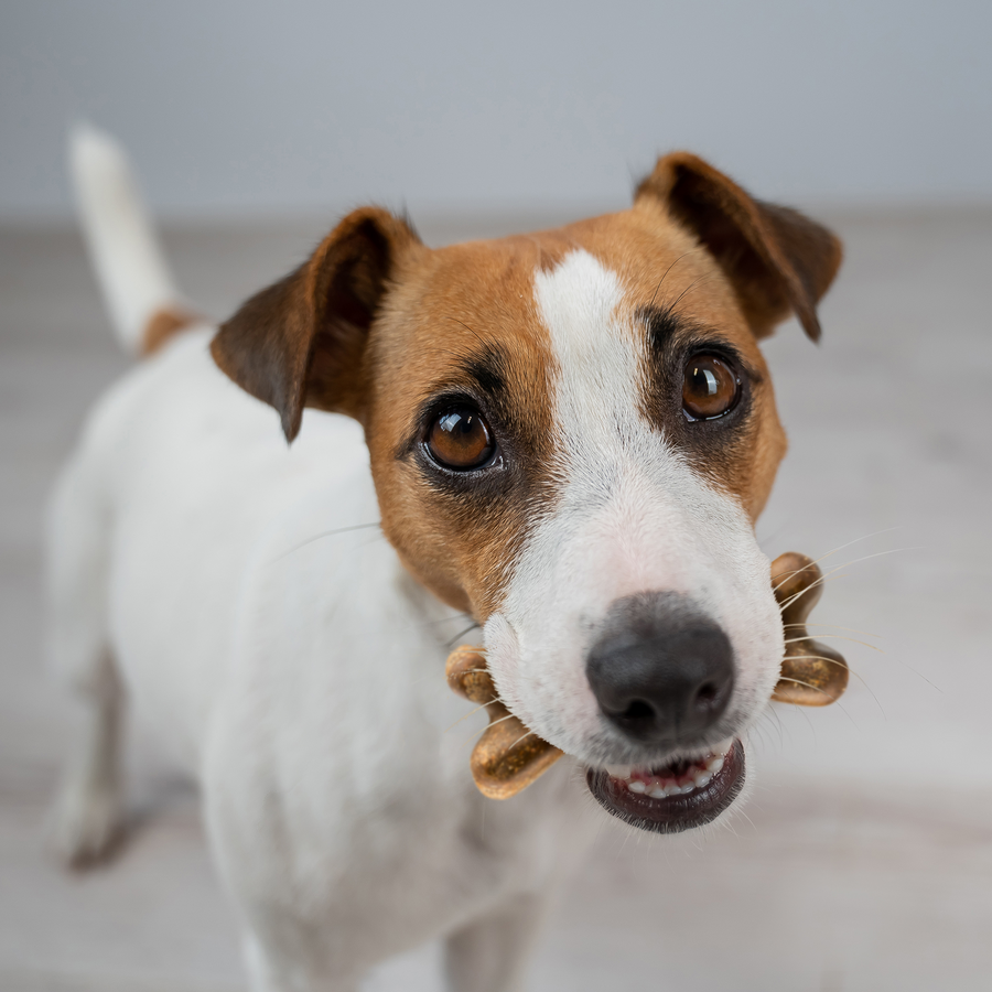 Dental Bones™ for Large Sized Dogs