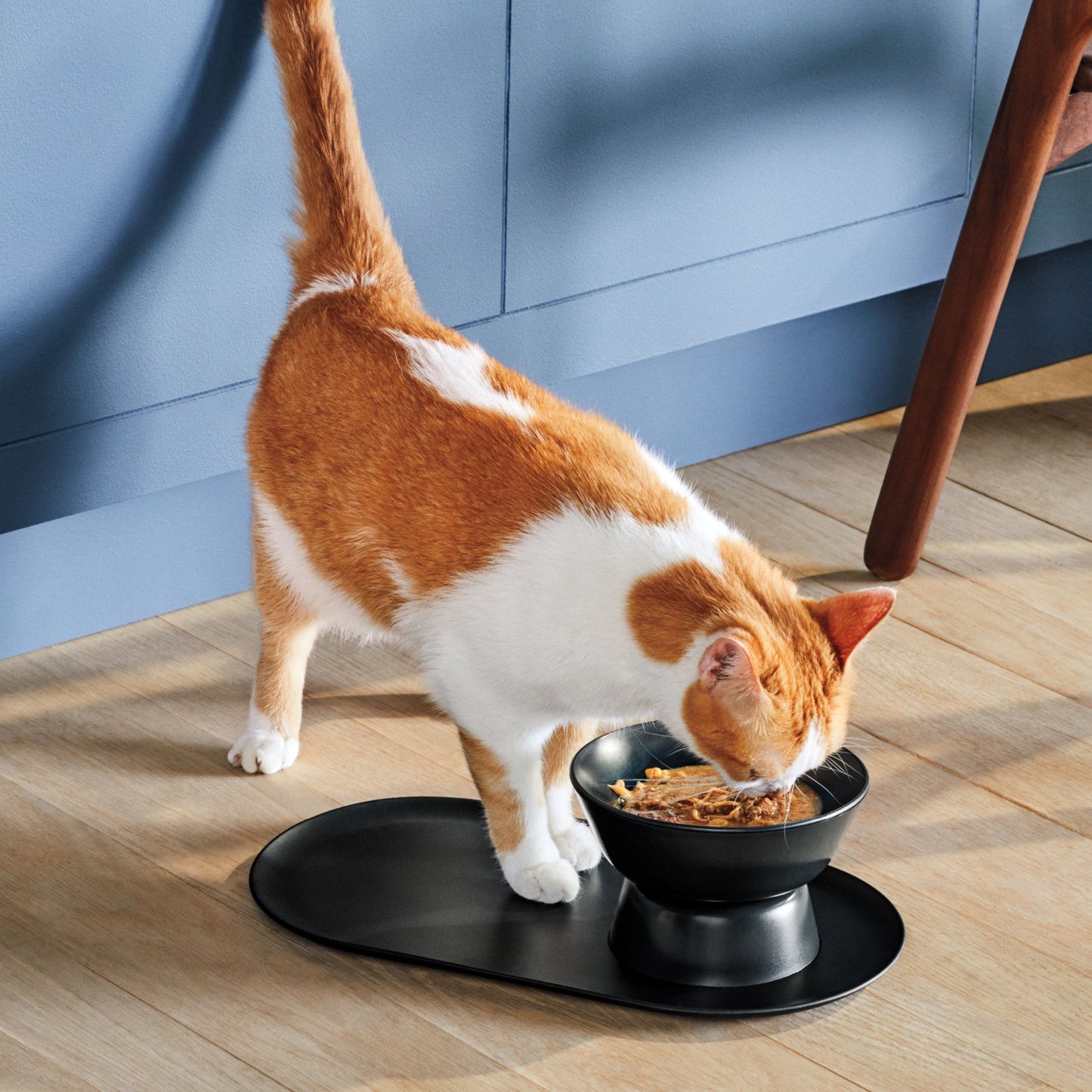 Mesa Pet Bowl