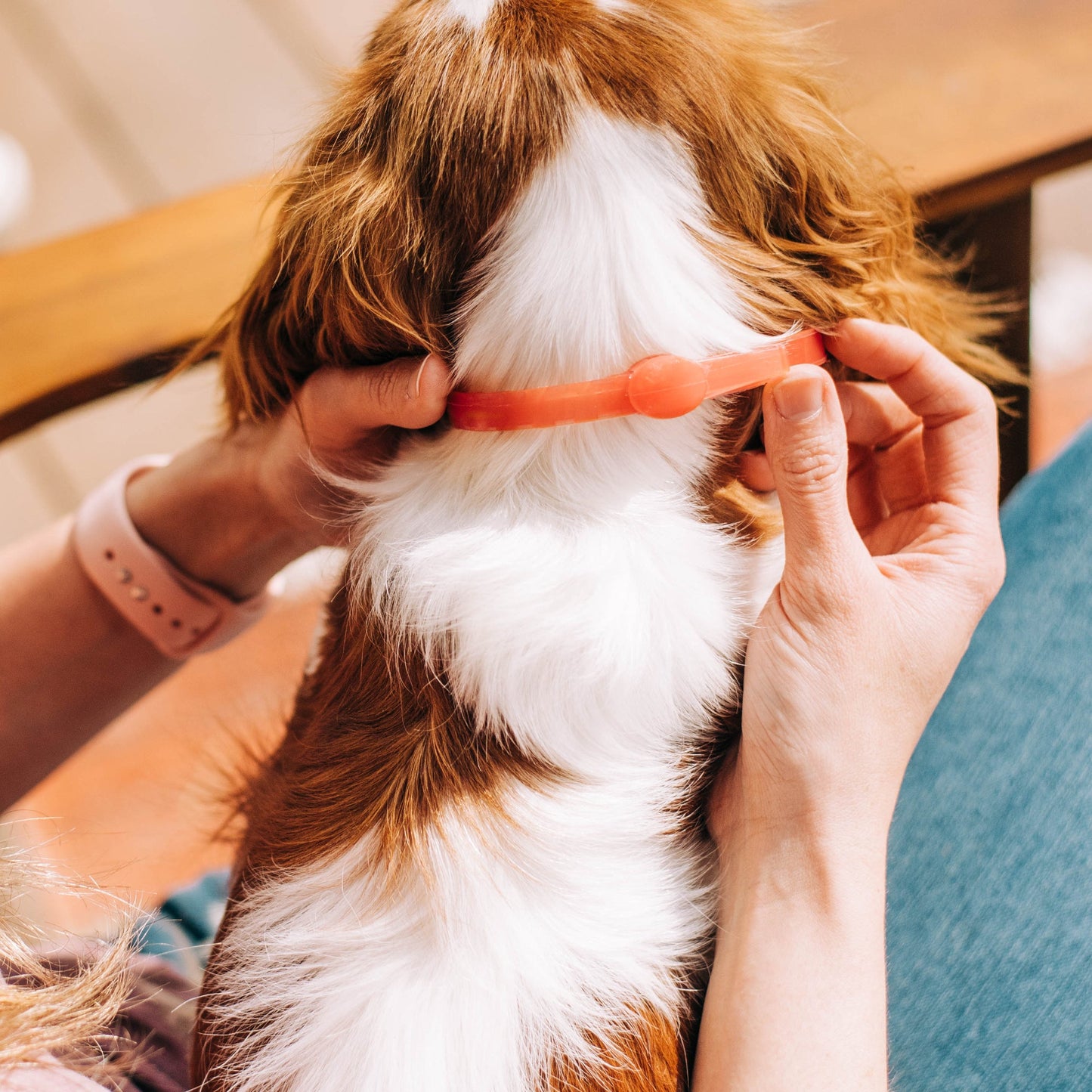 Wondercide 12-Month Flea & Tick Collar for Small to Medium Dogs