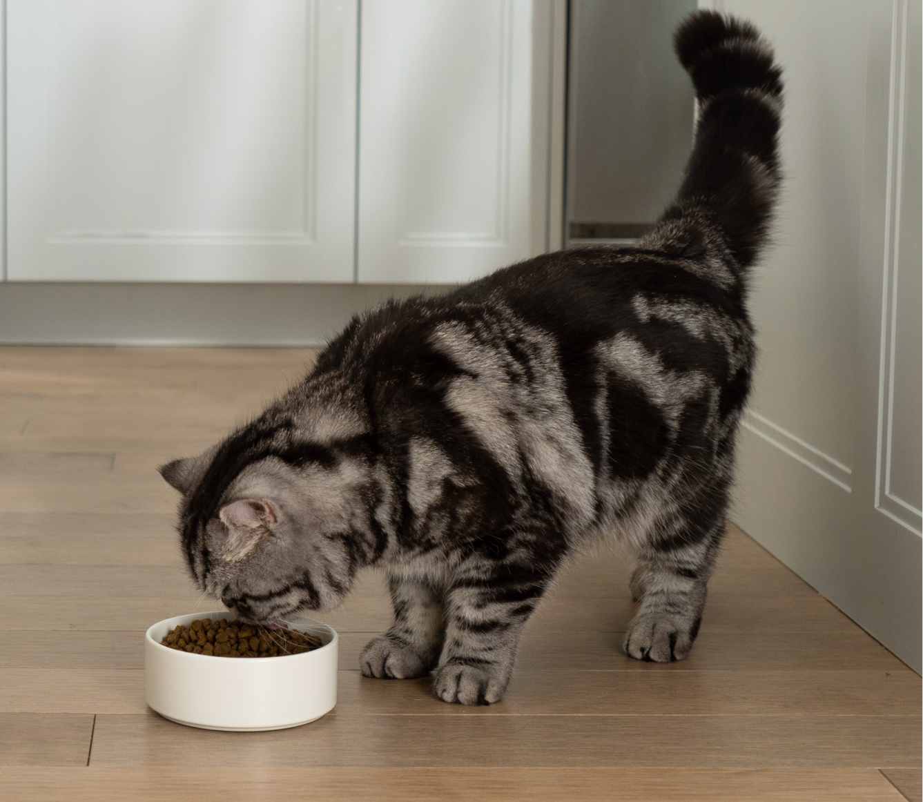 Open Farm Goodbowl Harvest Chicken & Brown Rice Cat Kibble