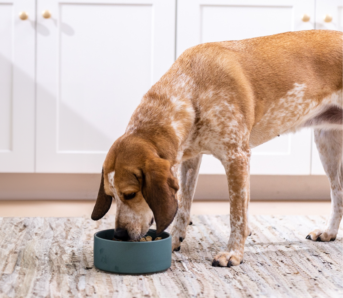 Open Farm RawMix Open Prairie Freeze Dried Raw Morsels for Dogs