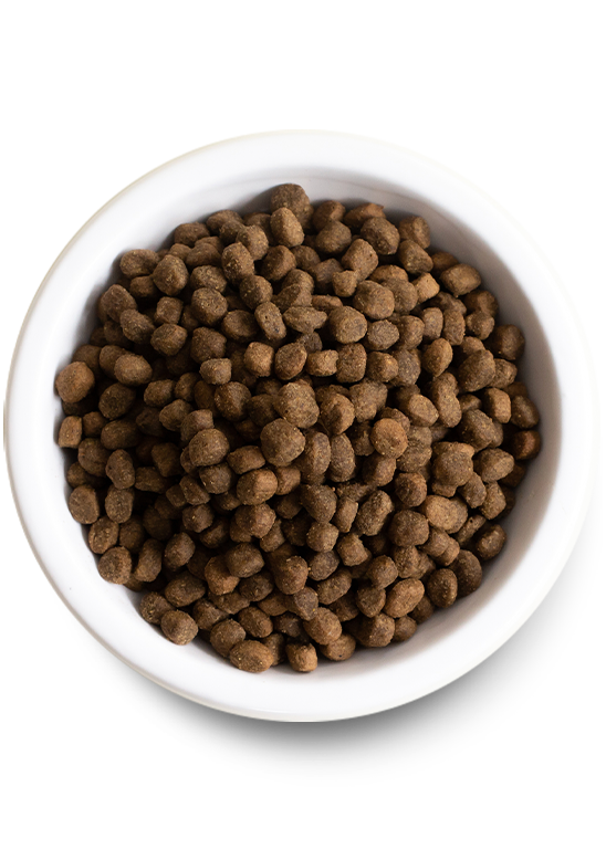 Open Farm Kind Earth Premium Insect Dry Dog Food