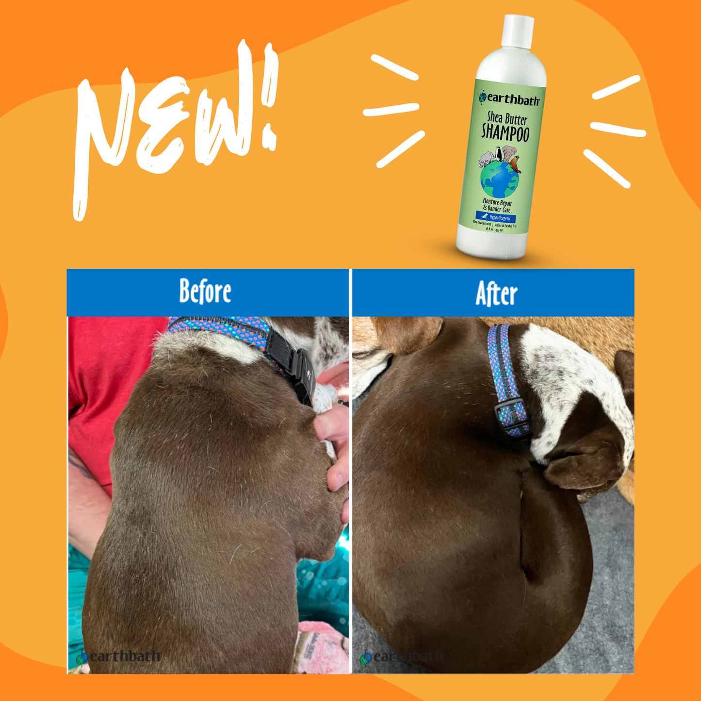 Shea Butter Shampoo