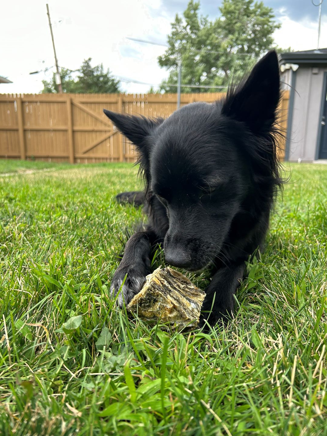 Cod Skin Large Cube Dog Treat