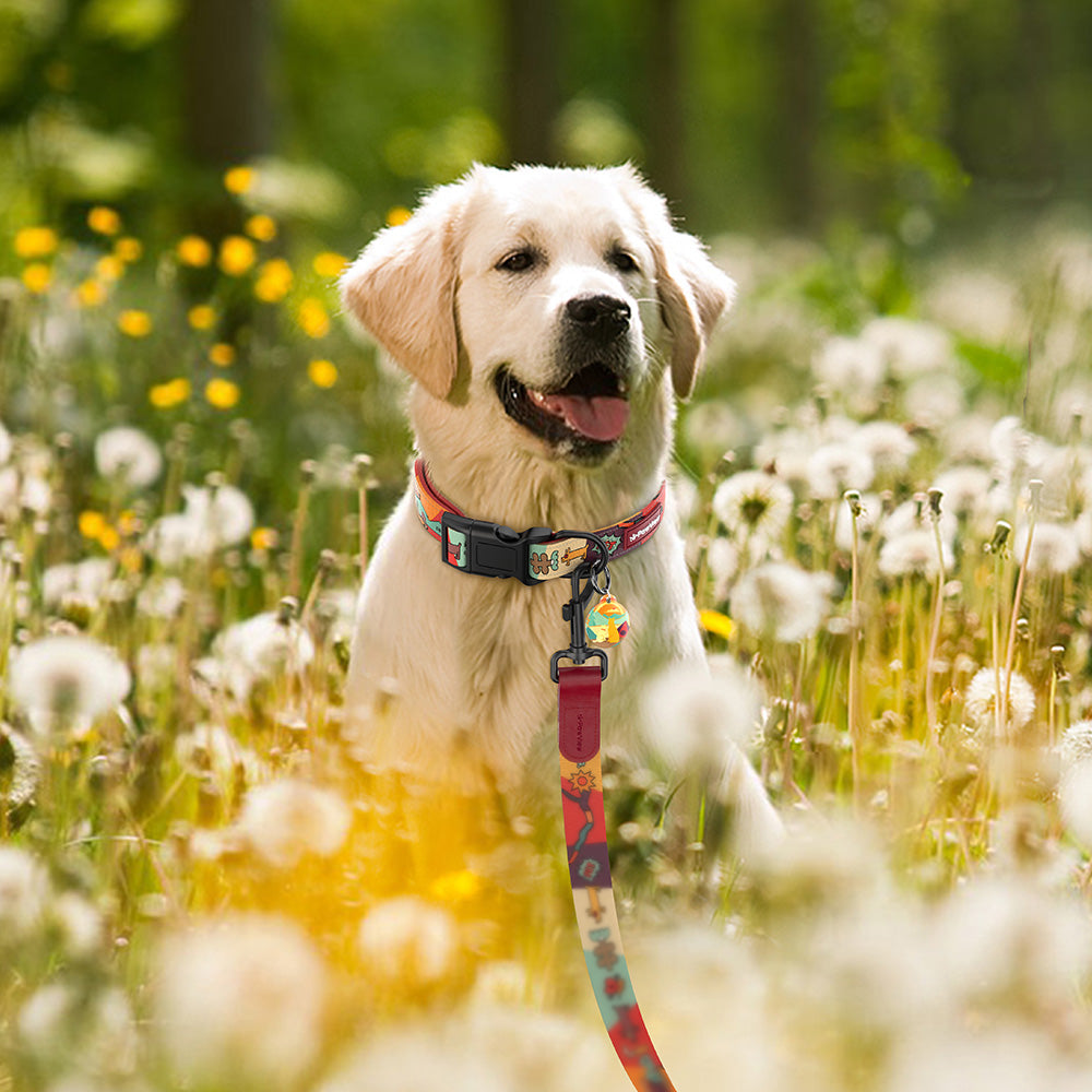 PawView Time Series Dog Collar with QR ID Tag – Sunrise Design