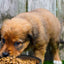 Puppy Food Value Pack