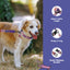 PawView Time Series Dog Collar & Leash with QR ID Tag – Sunset Design