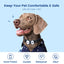 PawView Silent Silicone Smart Pet ID Tag – Bow Tie Style, QR Code & NFC