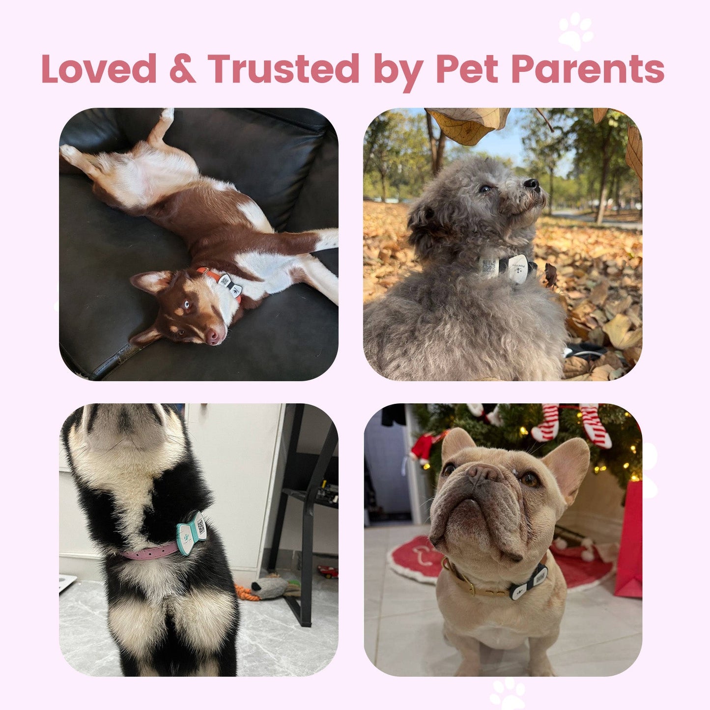 PawView Silent Silicone Smart Pet ID Tag – Bow Tie Style, QR Code & NFC