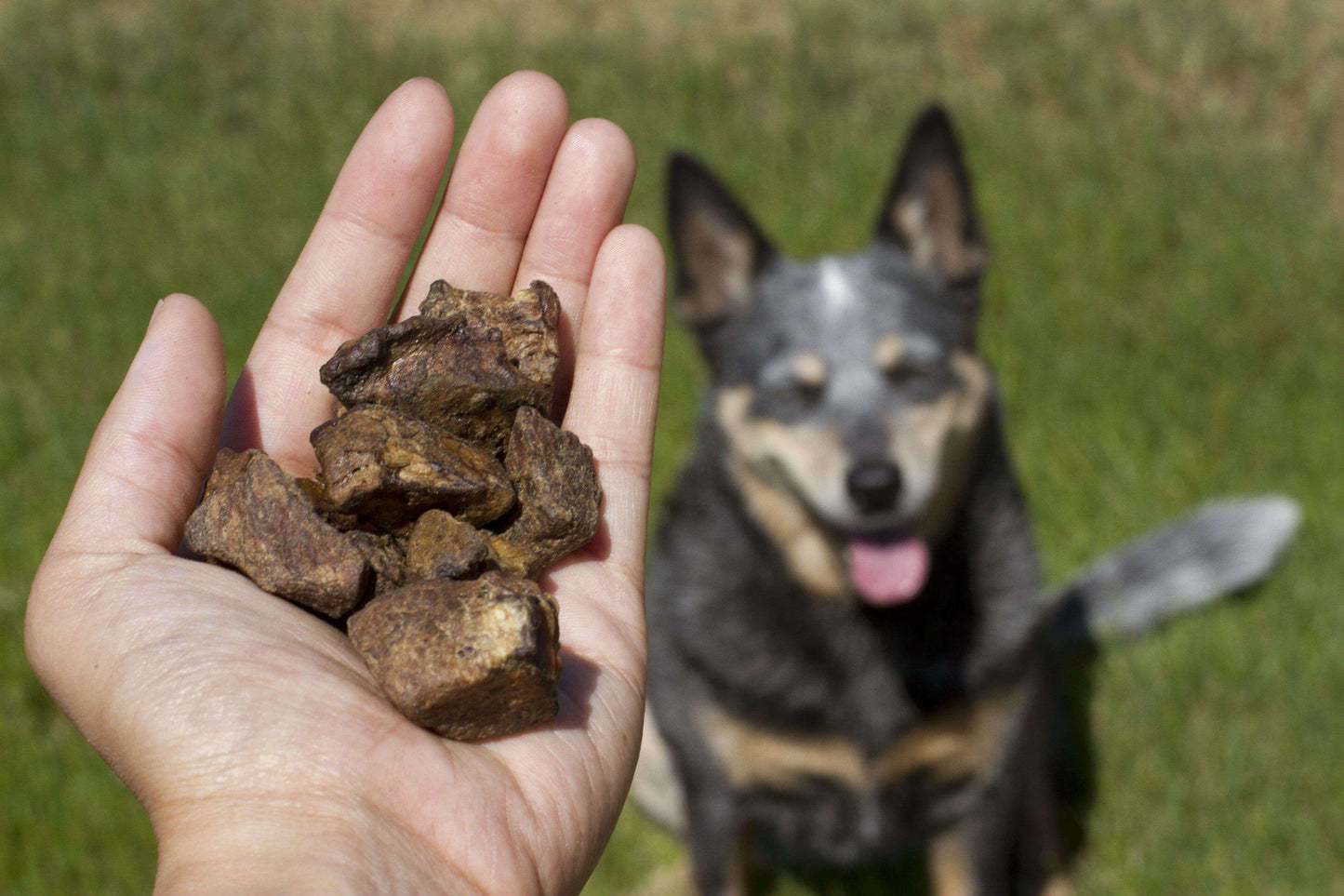 Bully Nuggets® Training Treats