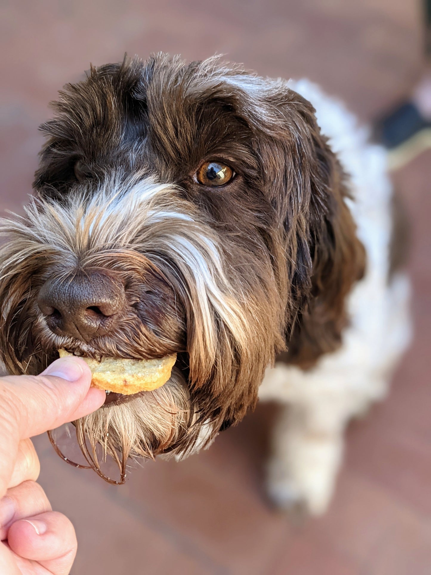 Cod Fish Chips Dog Treats