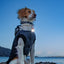 RunningPaw Ultra Bright Water-proof Dog Collar Light - 3 Modes LED Support