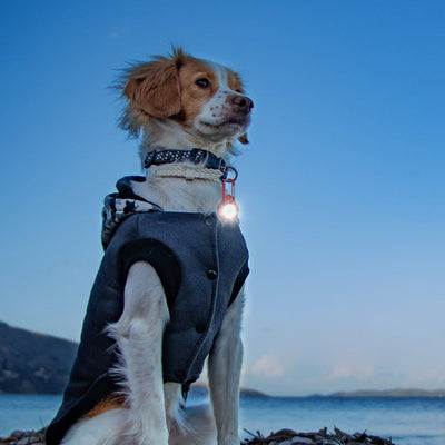 RunningPaw Ultra Bright Water-proof Dog Collar Light - 3 Modes LED Support