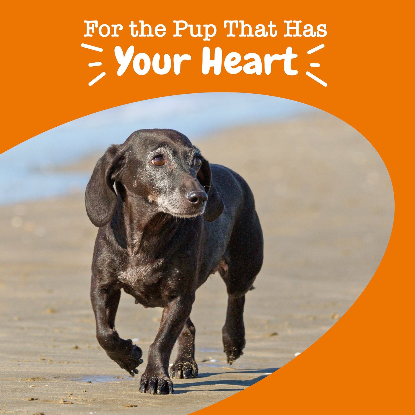 Senior Advanced Cardio Bites for Dogs