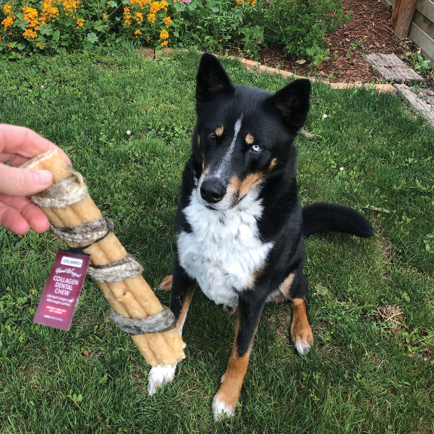 Beef Collagen Dental Chew Wrapped With Cod Skin  4"