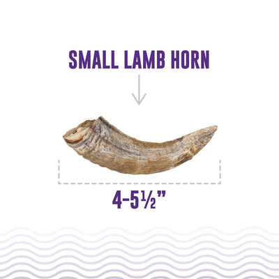 Small Lamb Horn Bundle