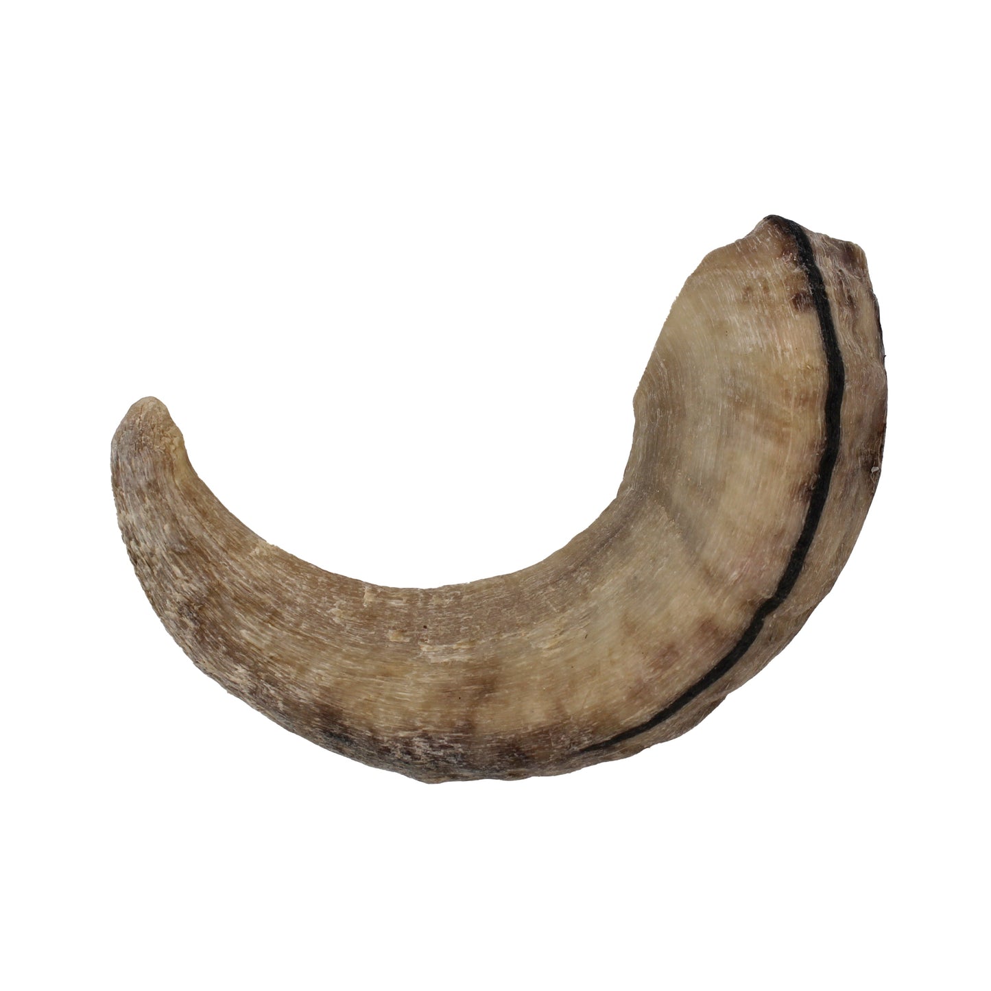 Large Lamb Horn Dog Chew