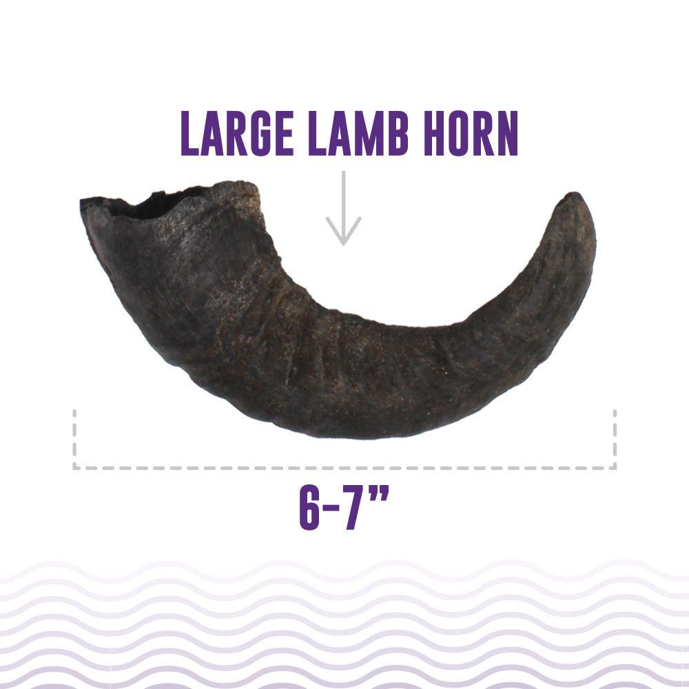 Large Lamb Horn Dog Chew