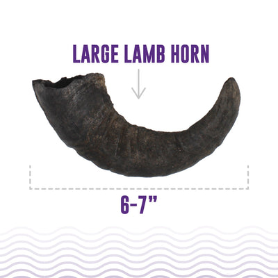 Large Lamb Horn Dog Chew