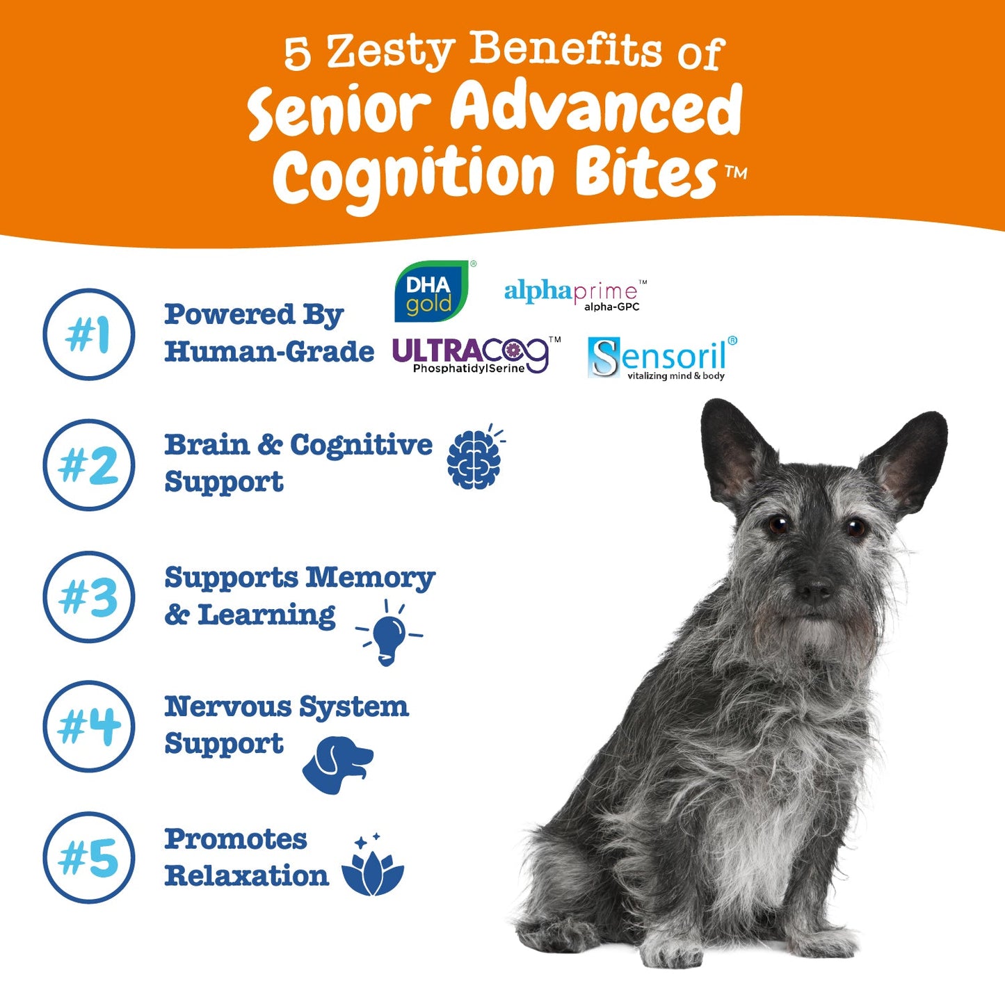 Senior Advanced Cognition Bites™ for Senior Dogs