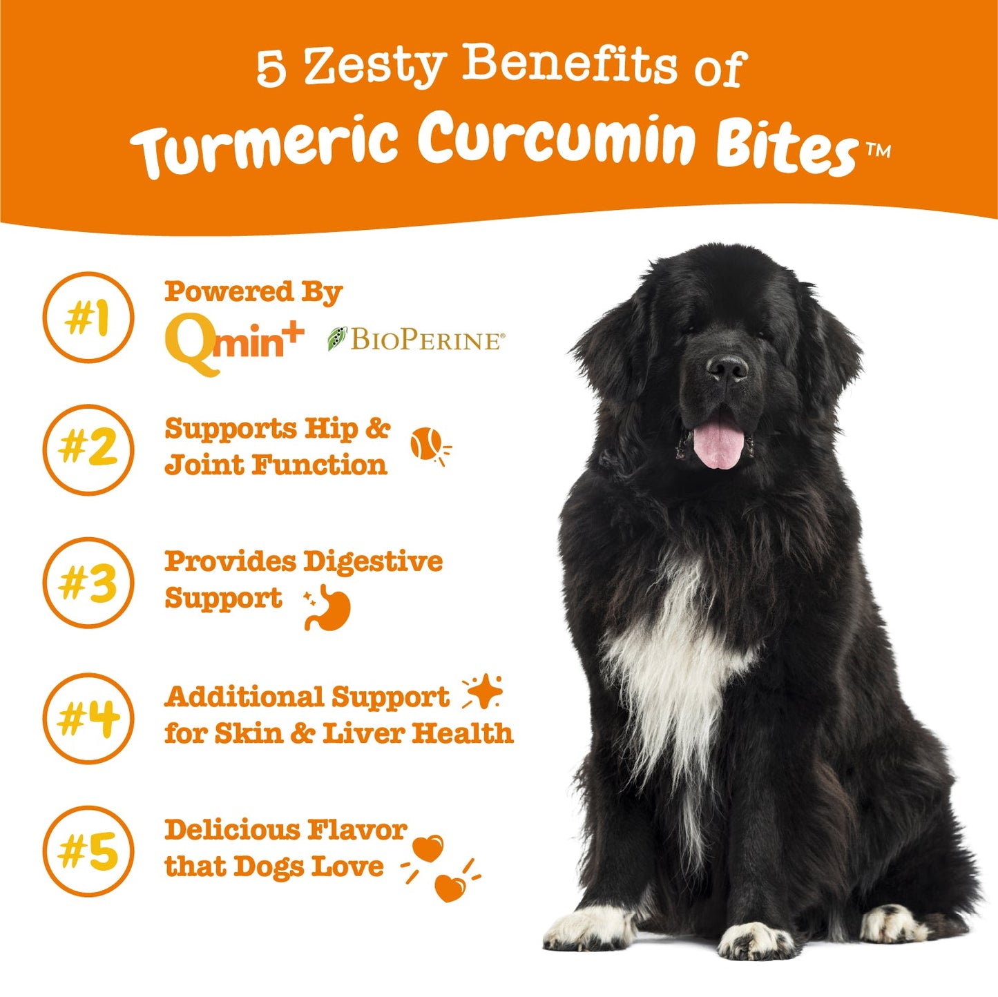 Multifunctional Bites + Turmeric Bites for Dogs Bundle