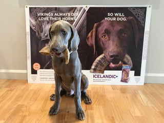 Large Lamb Horn Dog Chew