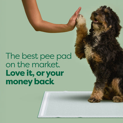 Maximum Absorbency Pee Pads