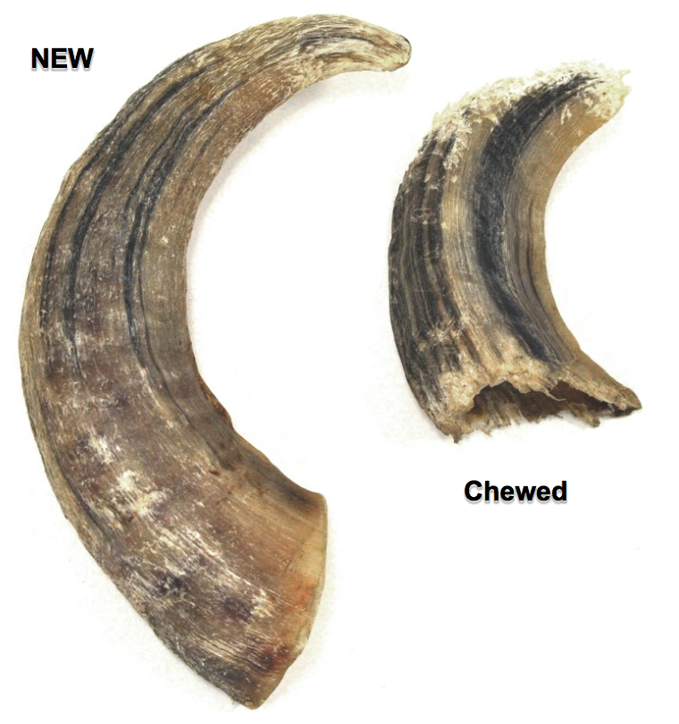 Large Lamb Horn Dog Chew