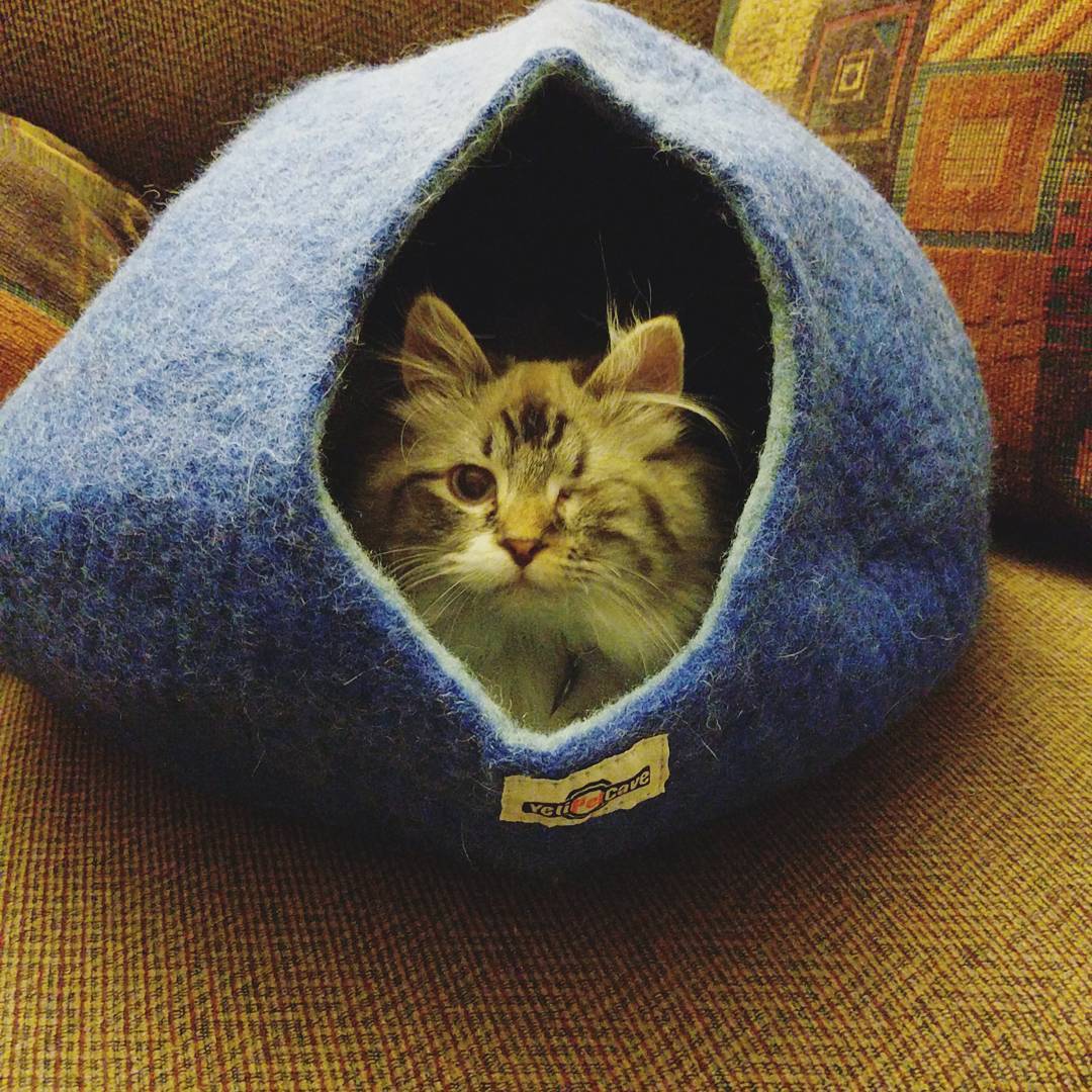 Yeti Pet Cave