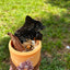 3-1 Slow Feeder Enrichment Toy