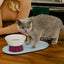 Mesa Pet Bowl