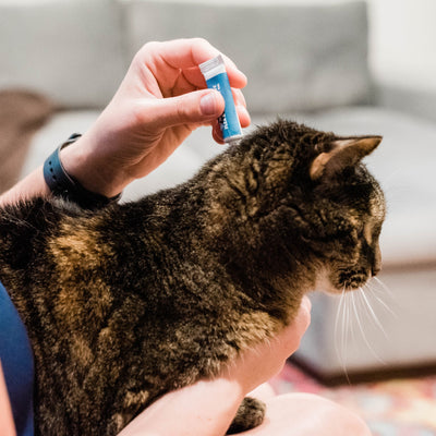 Wondercide 12-Month Flea & Tick Spot On for Cats