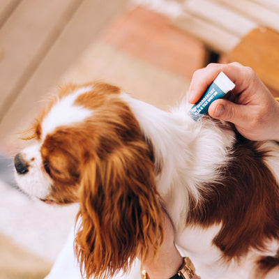 Wondercide 12-Month Flea & Tick Spot On for Small Dogs