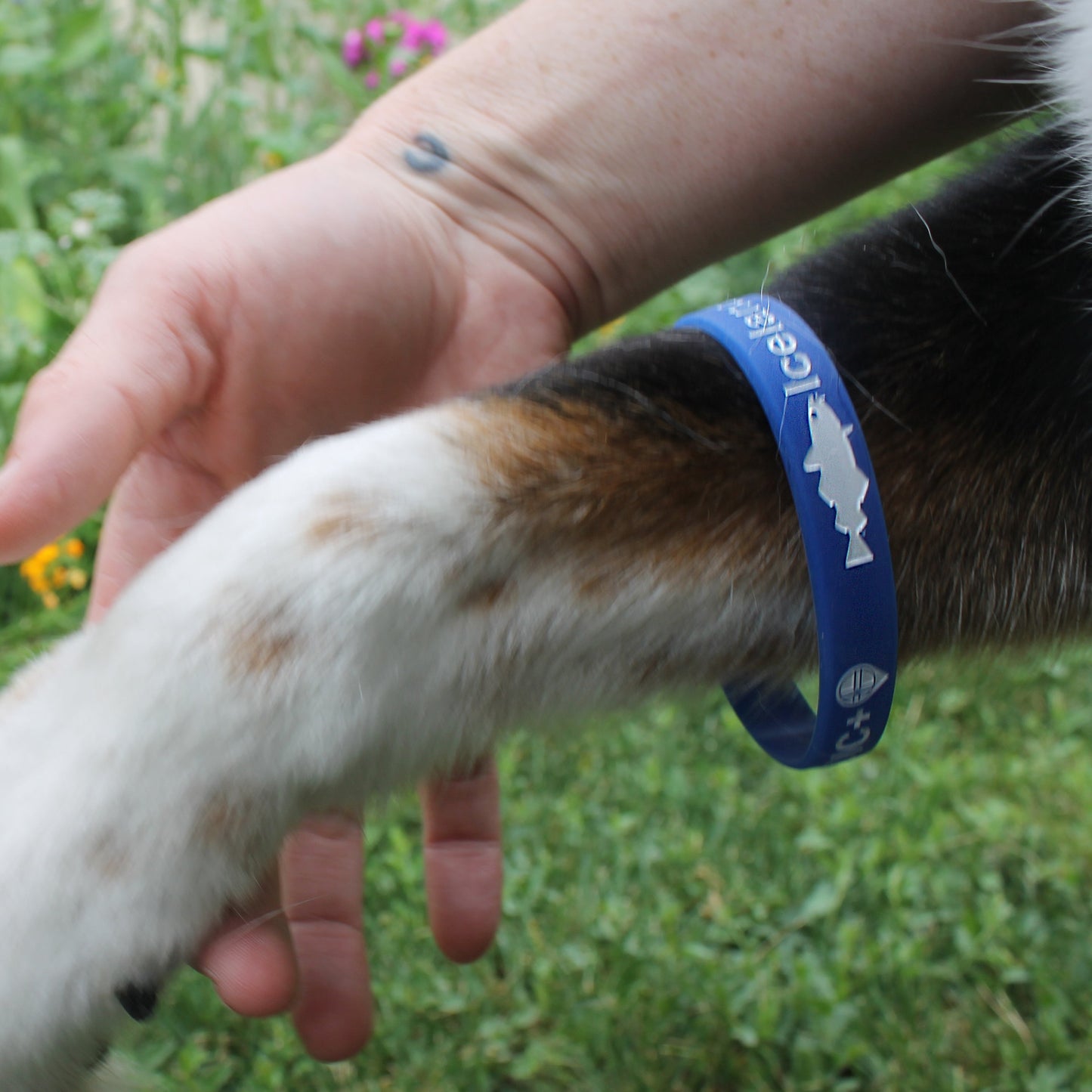 Icelandic+ Blue Wristband for a Cause