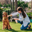 Wondercide 128 oz. Peppermint Flea & Tick Spray for Pets + Home with Natural Essential Oils