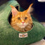 Yeti Pet Cave