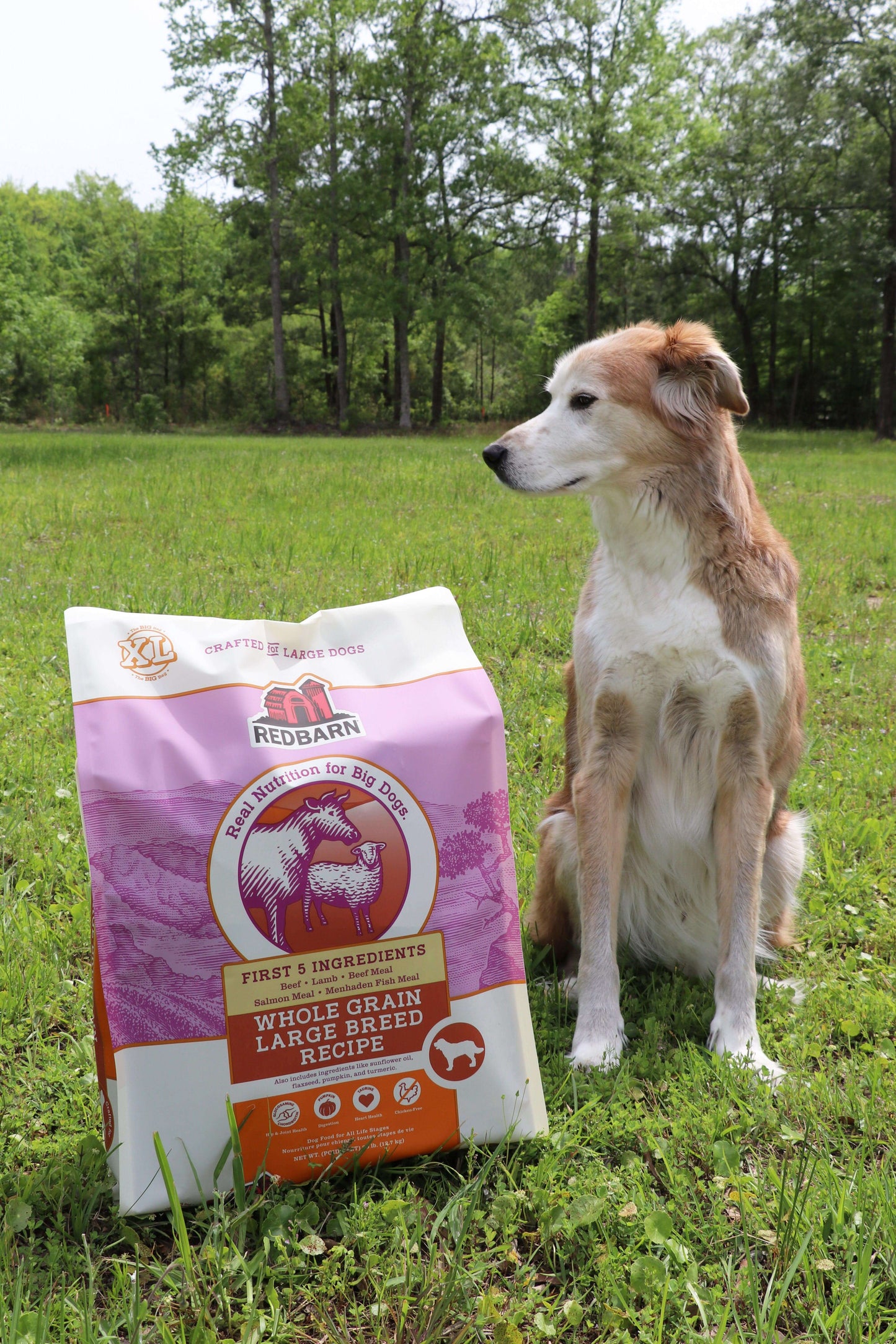 First-Five Kibble Whole Grain Large Breed Recipe