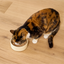 Open Farm Chicken & Grass-Fed Beef Pate for Cats