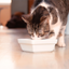 Open Farm Pet Herring & Mackerel Rustic Blend Wet Cat Food