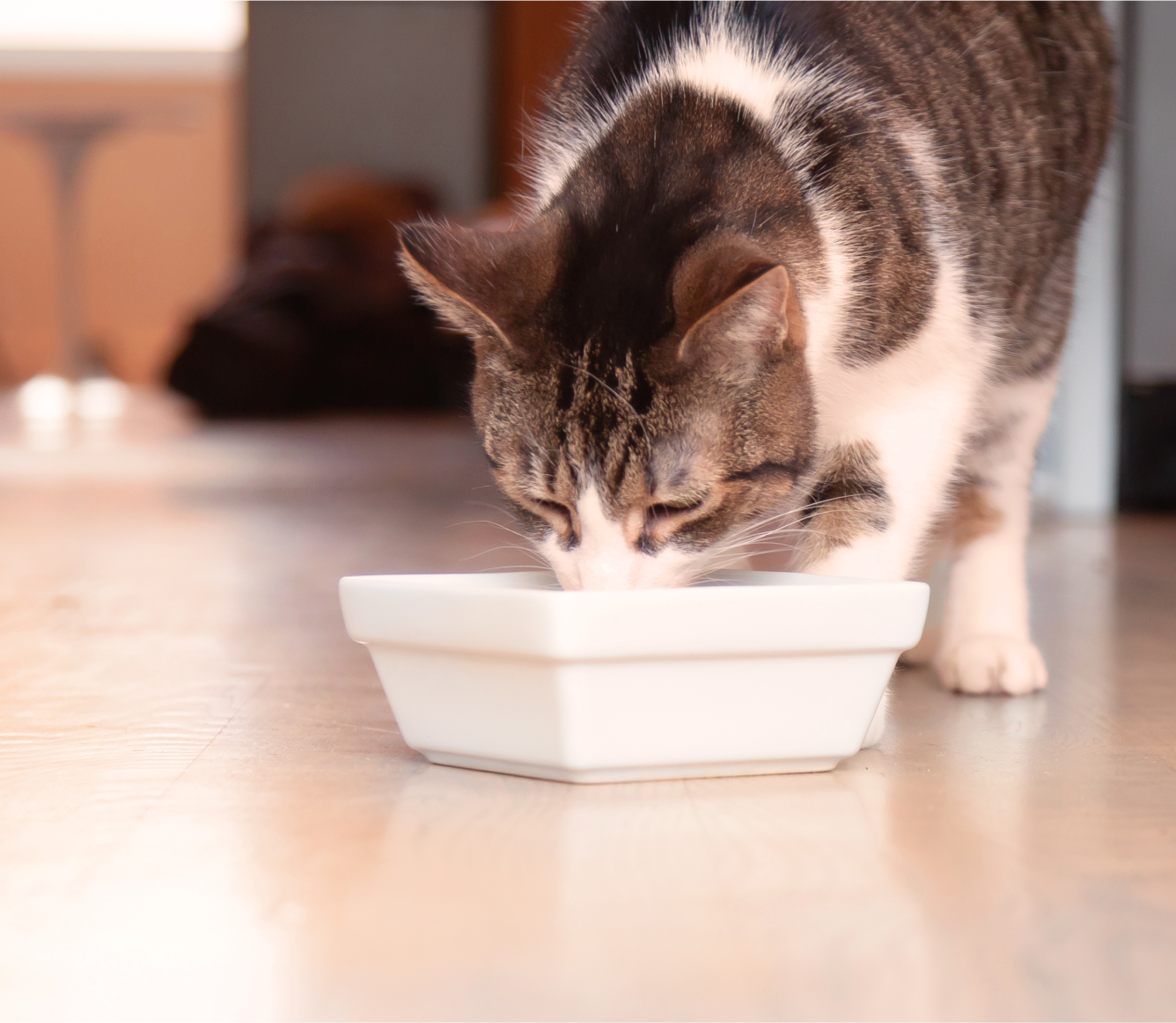 Open Farm Pet Herring & Mackerel Rustic Blend Wet Cat Food