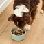 Open Farm Arctic Char Topper for Dogs