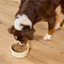 Open Farm Harvest Chicken Pate for Dogs