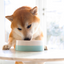 Open Farm Pet Wild-Caught Salmon Rustic Stew Wet Dog Food