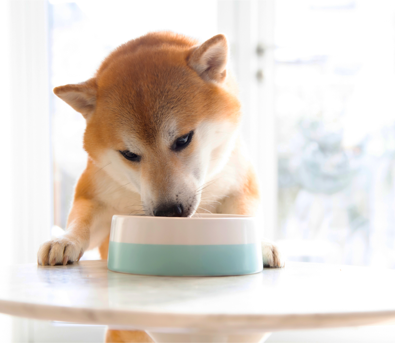 Open Farm Pet Wild-Caught Salmon Rustic Stew Wet Dog Food