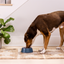 Open Farm Chicken & Salmon Ancient Grains Puppy Kibble