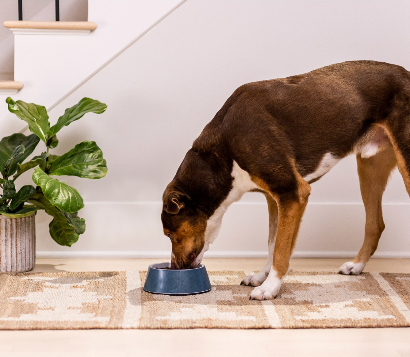 Open Farm Harvest Chicken & Ancient Grains Dog Kibble