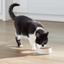 Open Farm RawMix Grain-Free Kitten Kibble