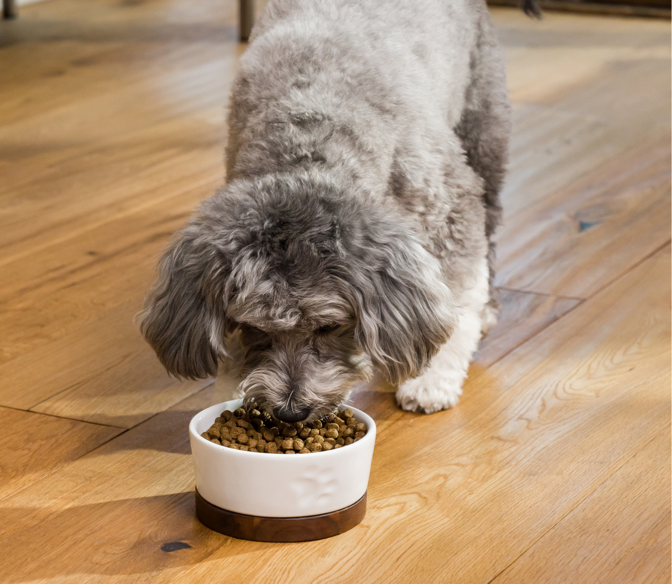 Open Farm Salmon Grain-Free Puppy Kibble