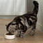Open Farm Goodbowl Wild-Caught Salmon & Brown Rice Cat Kibble